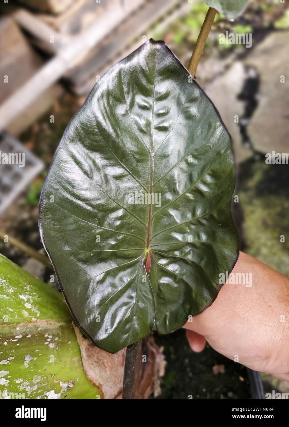 Bella foglia verde scuro e brillante di Alocasia Serendipity Foto Stock