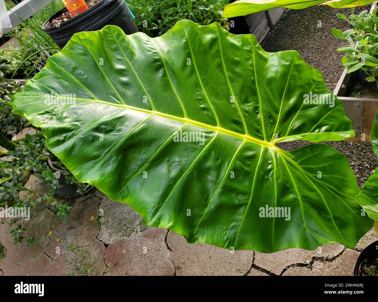 Una grande foglia verde e vene gialle di Alocasia Lutea, una rara pianta tropicale Foto Stock