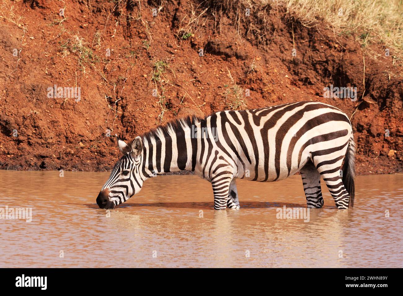 Burchell's Zebras a Ikoma, vicino al Parco Nazionale del Serengeti, Tanzania, Africa Foto Stock