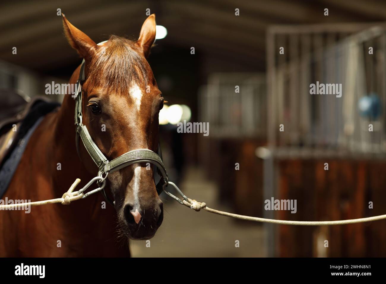 Testa di cavallo che guarda sopra le porte della stalla Foto Stock