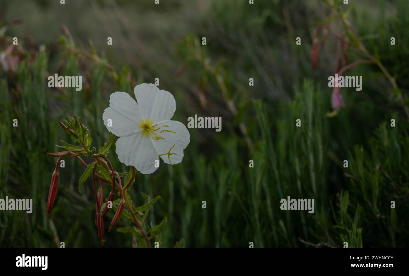 Fiore di primavera della sera bianca con spazio per copia a destra Foto Stock