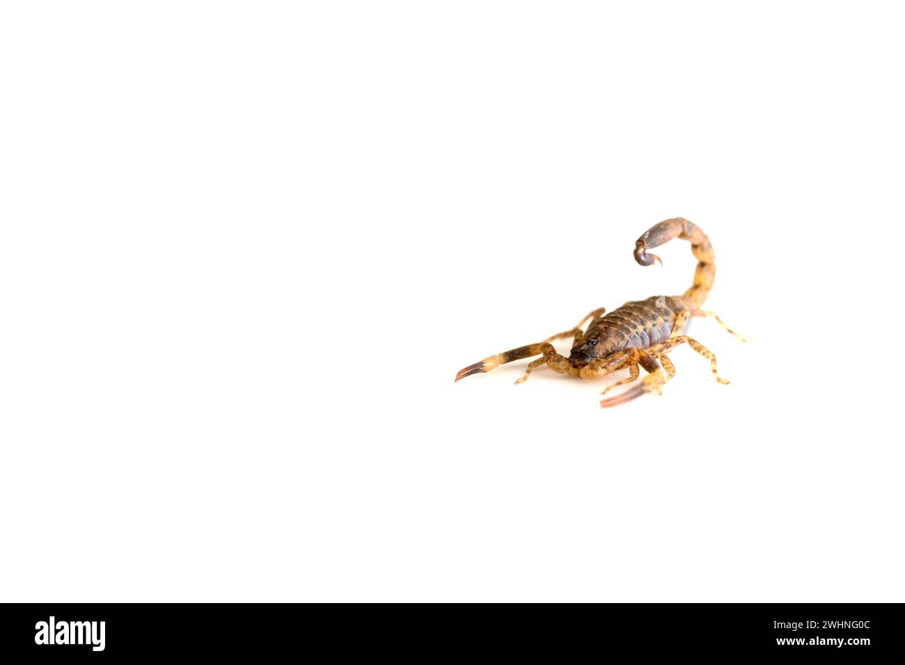 Scorpione marrone su sfondo bianco. Foto Stock