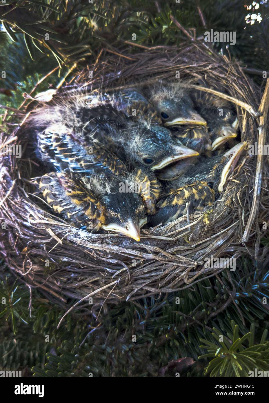 Un nido di piccoli robins aspetta che la mamma torni con il cibo Foto Stock