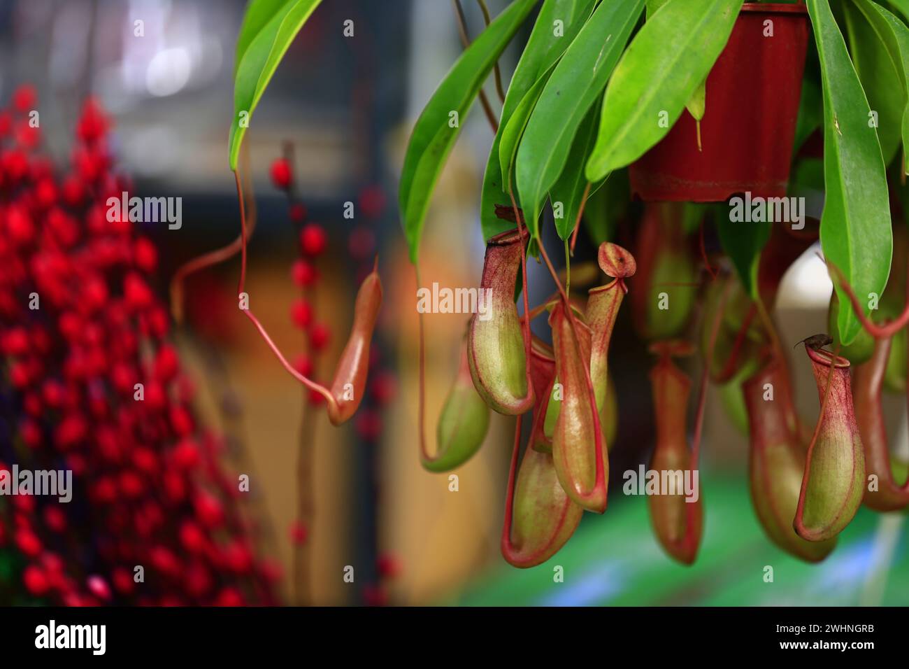 Piante tropicali di caraffa nel giardino Foto Stock
