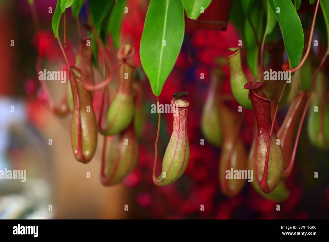 Piante tropicali di caraffa nel giardino Foto Stock
