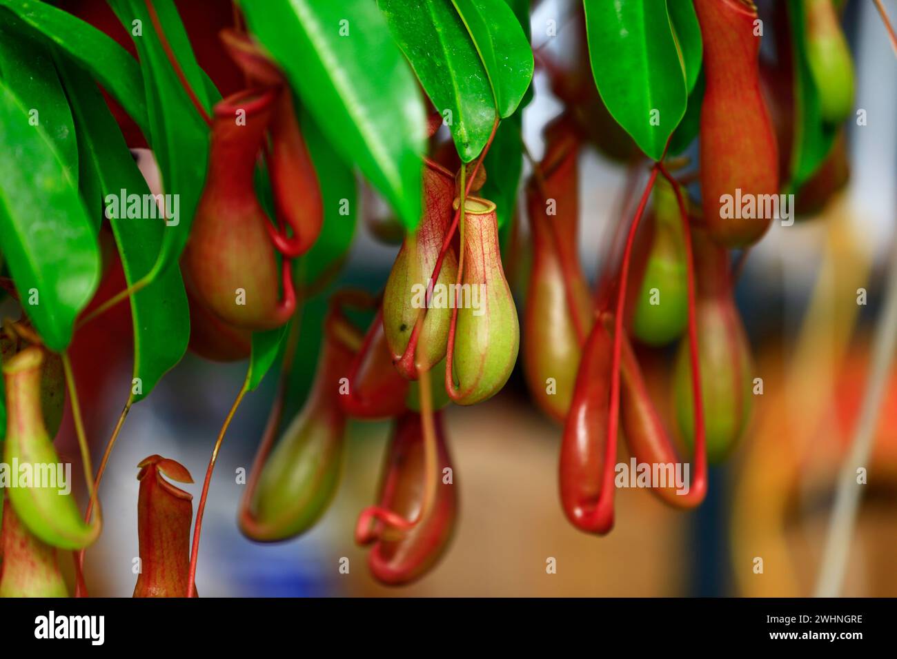 Piante tropicali di caraffa nel giardino Foto Stock
