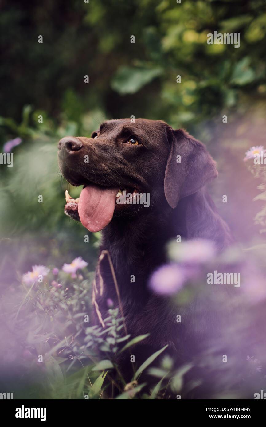 Labrador seduto in un campo di fiori Foto Stock