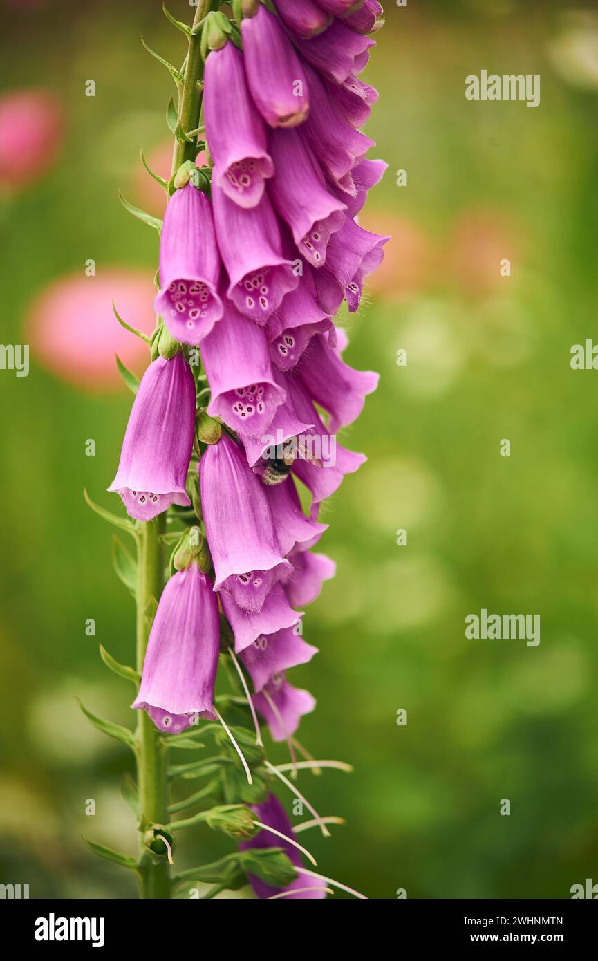 Foxglove con Bumblebee Foto Stock