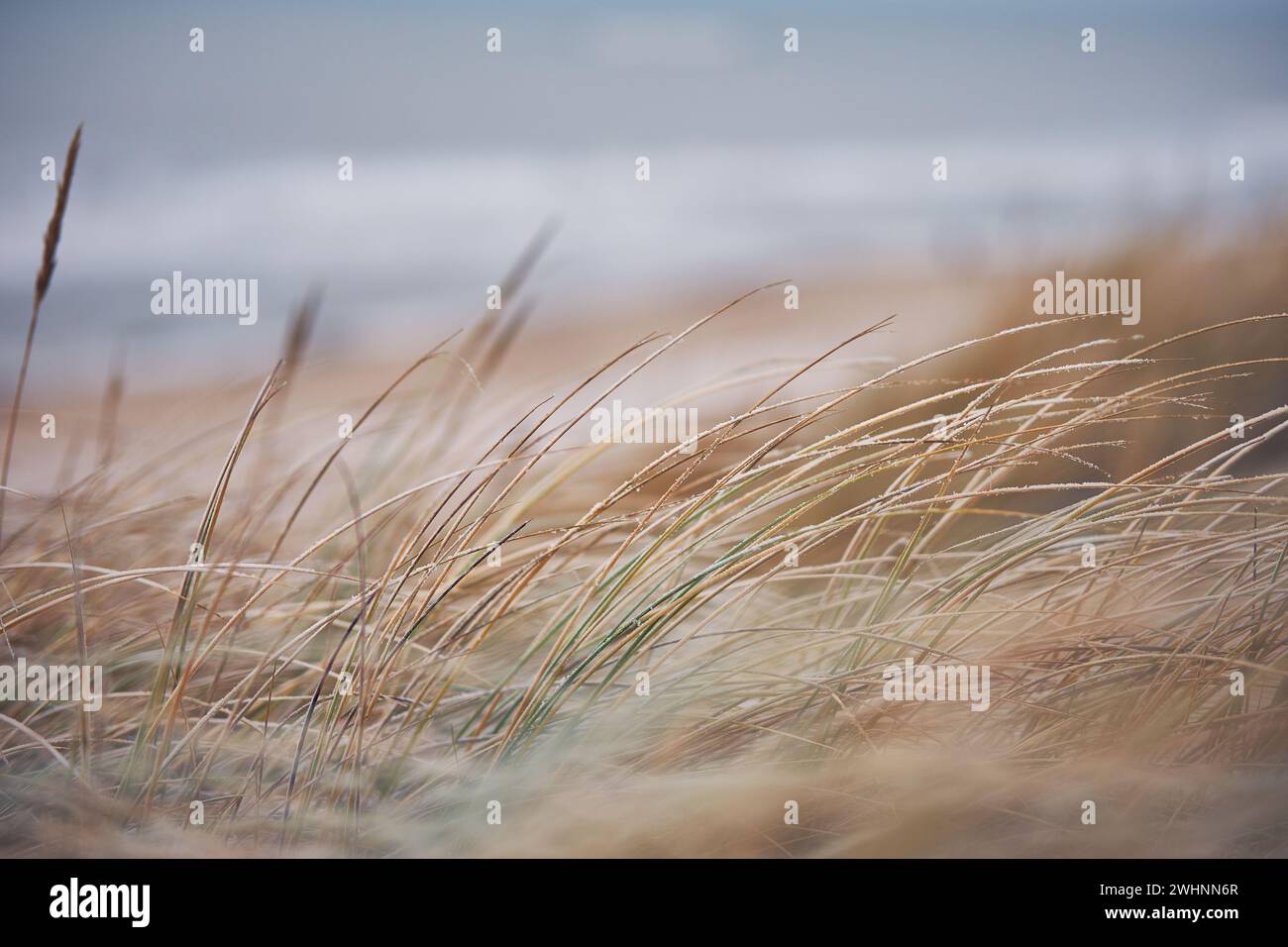 Dune di erba in Danimarca Foto Stock