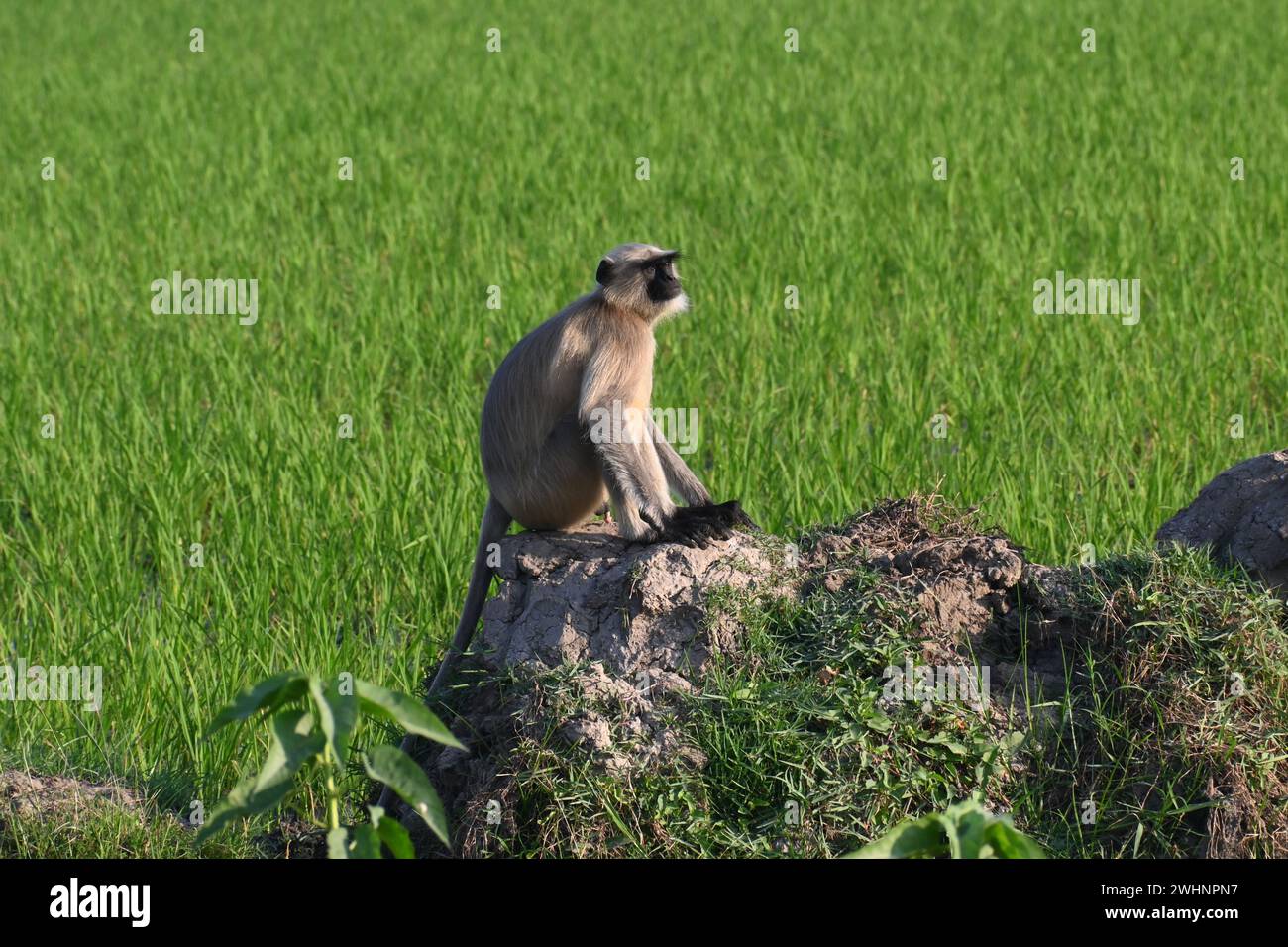 Una scimmia di langur maschile è seduta sul muro del Bund del campo agricolo Foto Stock