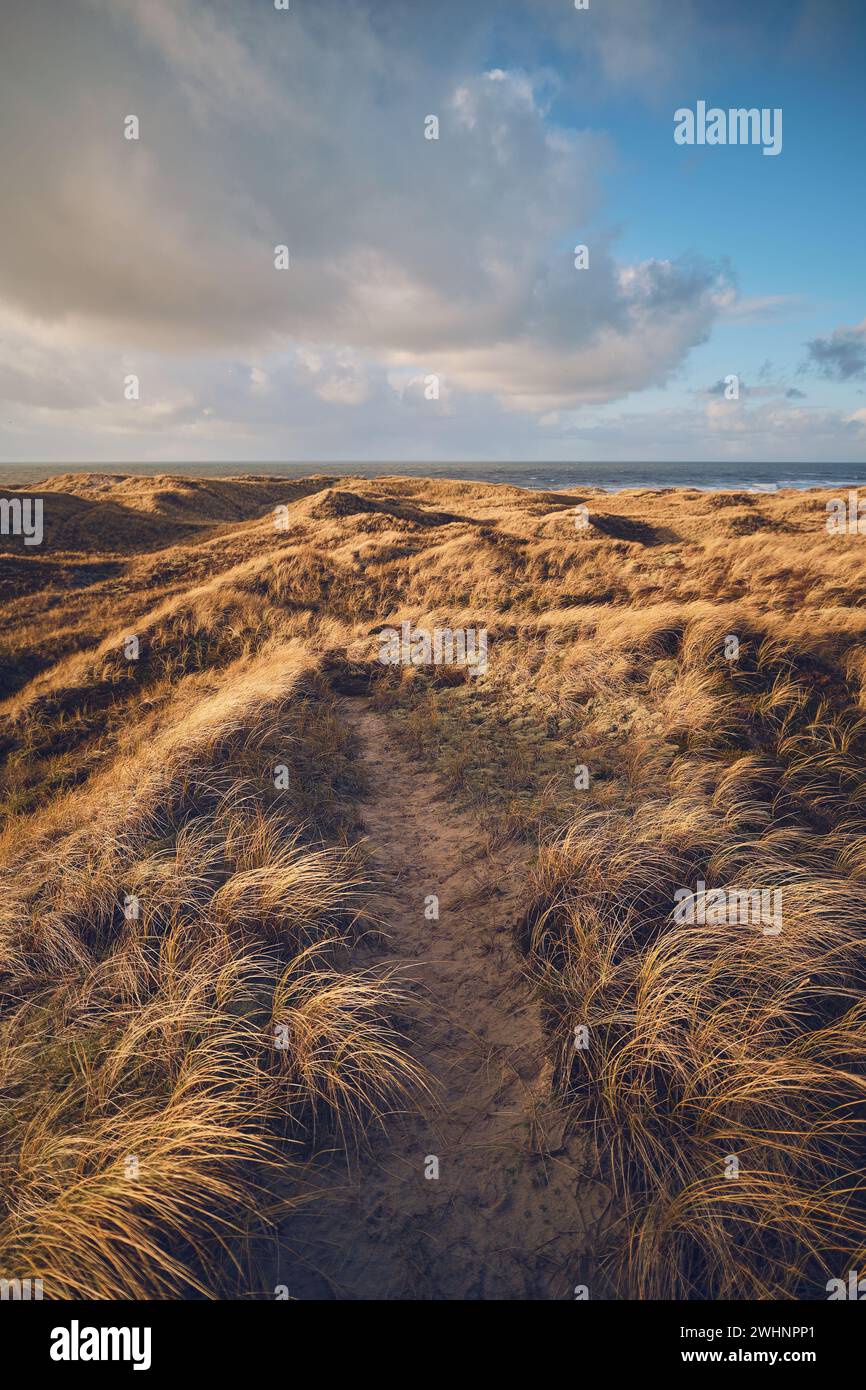 Dune di erba in Danimarca Foto Stock