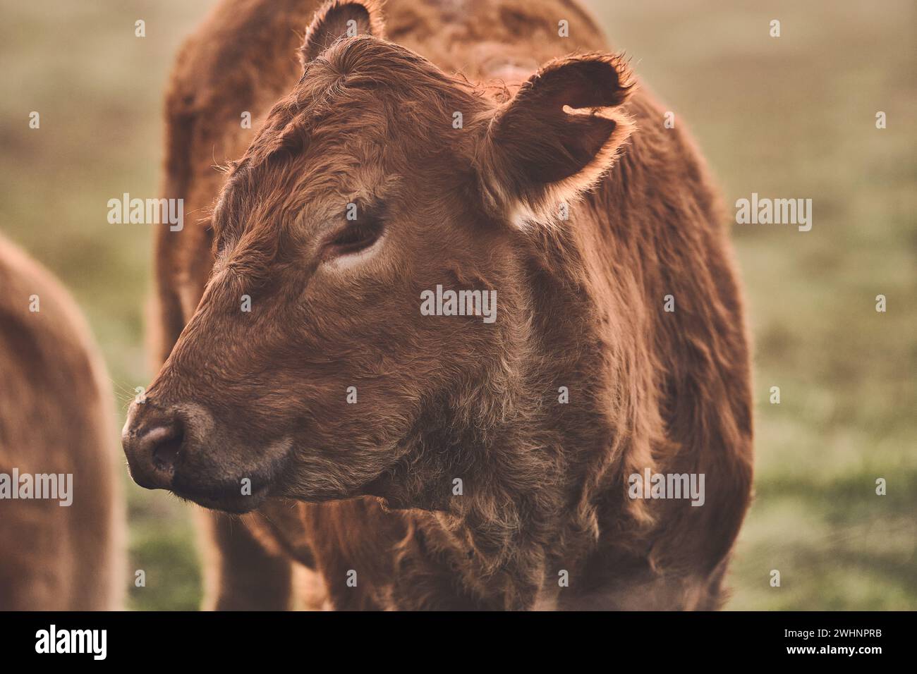 Mucca Brown Angus la mattina di sole Foto Stock