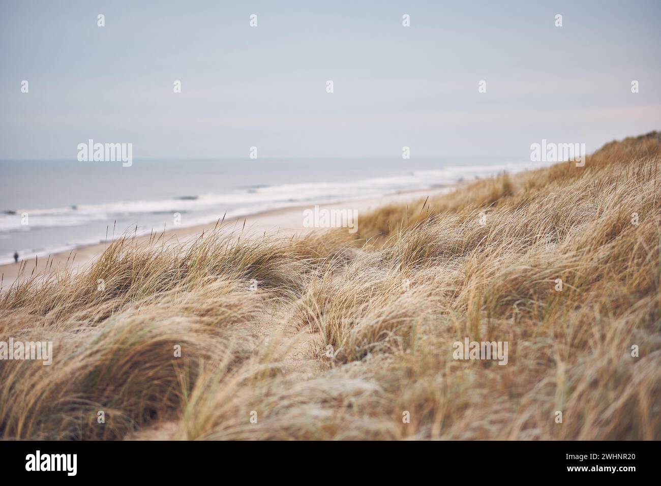 Dune di erba in Danimarca Foto Stock