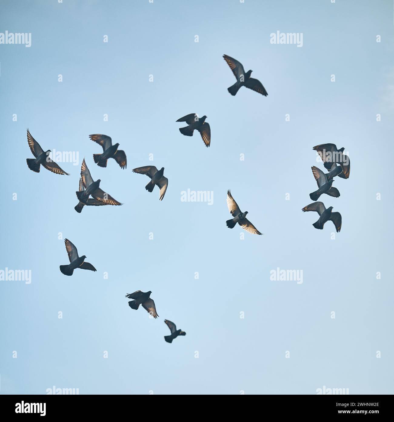 Piccioni che volano nel cielo blu Foto Stock