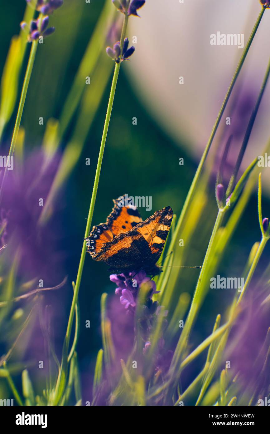 Piccola farfalla seduta su un fiore di lavanda Foto Stock