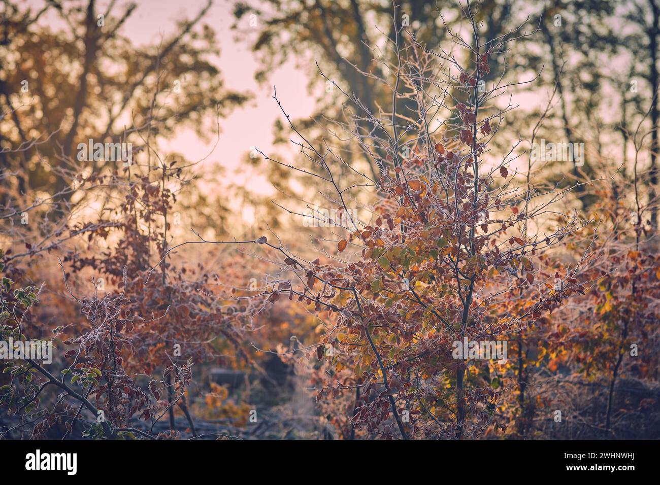 Giovani alberi ricoperti di gelo alla luce del mattino Foto Stock