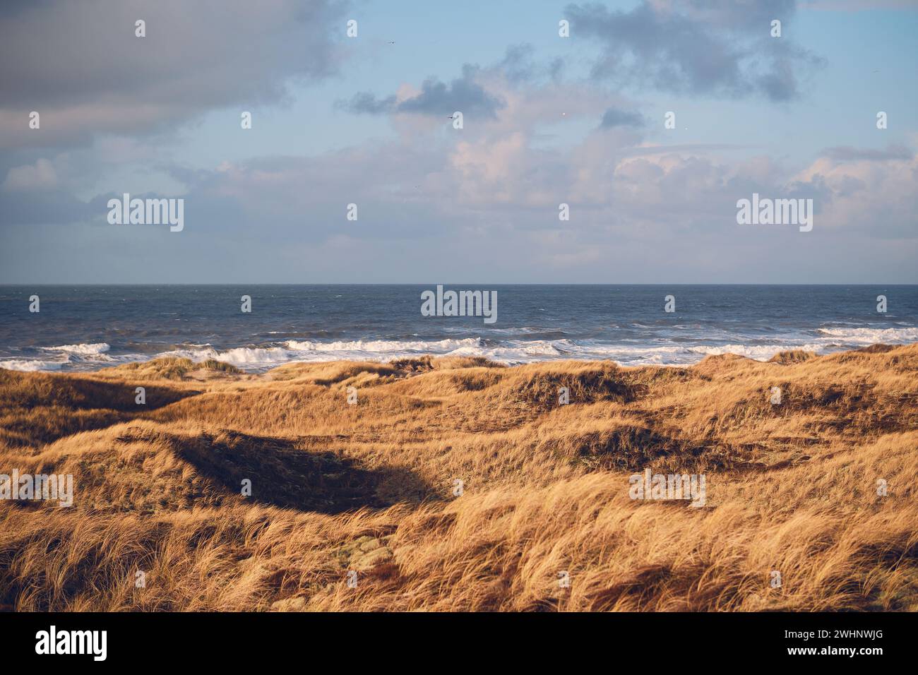 Dune di erba sulla costa della Danimarca Foto Stock