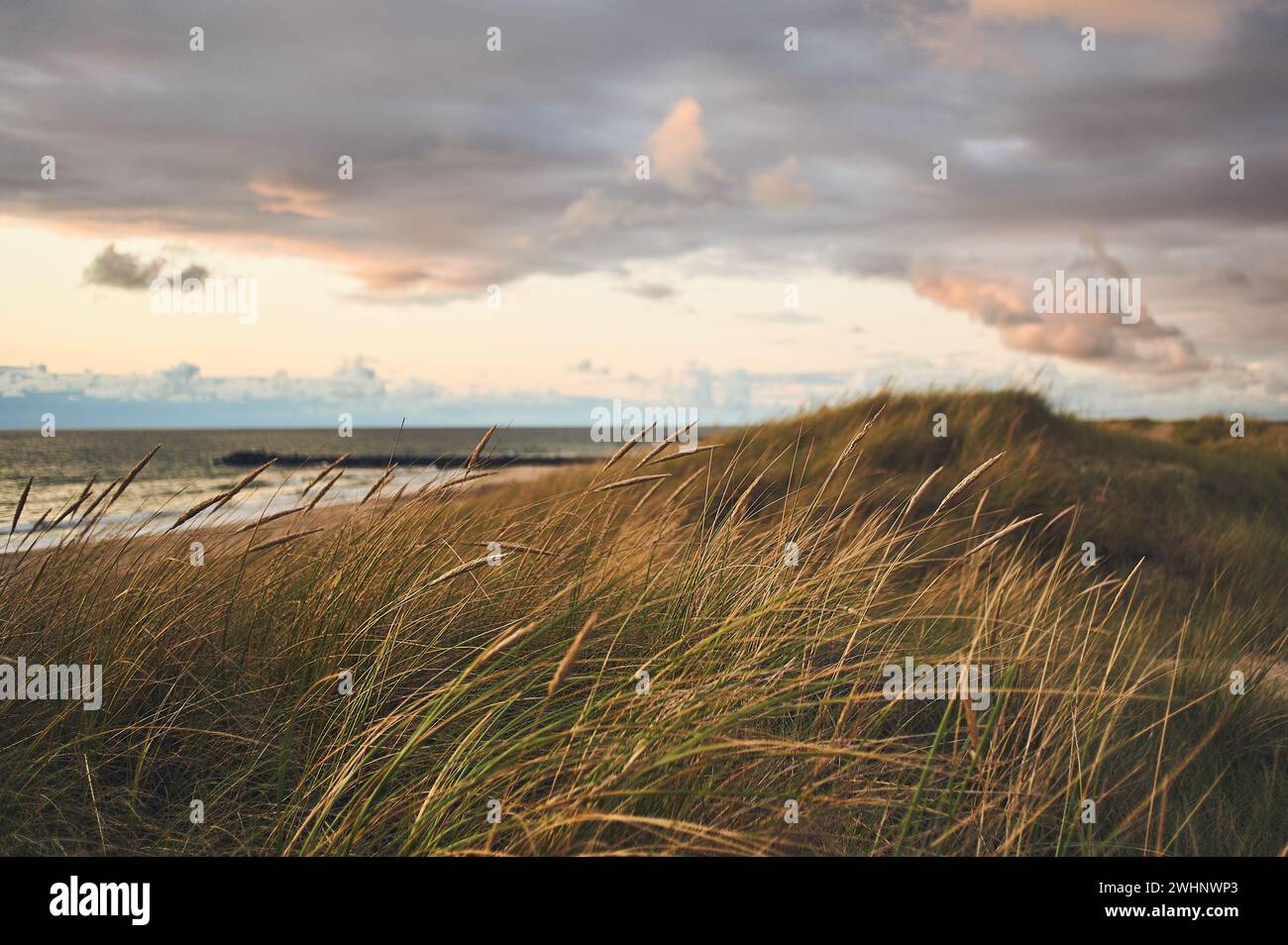 Prato di spiaggia nella Danimarca settentrionale Foto Stock