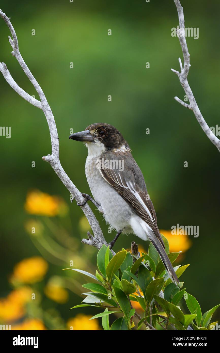 Una femmina australiana Butcherbird Grigio - Cracticus torquatus - arroccata su un ramo che guarda alla macchina fotografica, su uno sfondo bokeh verde e giallo colorato Foto Stock