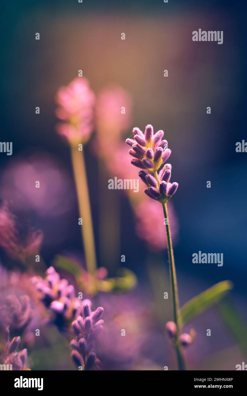 Primo piano di lavanda al sole della sera Foto Stock