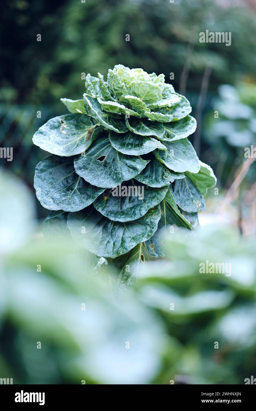 I cavoletti di Bruxelles congelati vengono piantati in giardino in inverno Foto Stock
