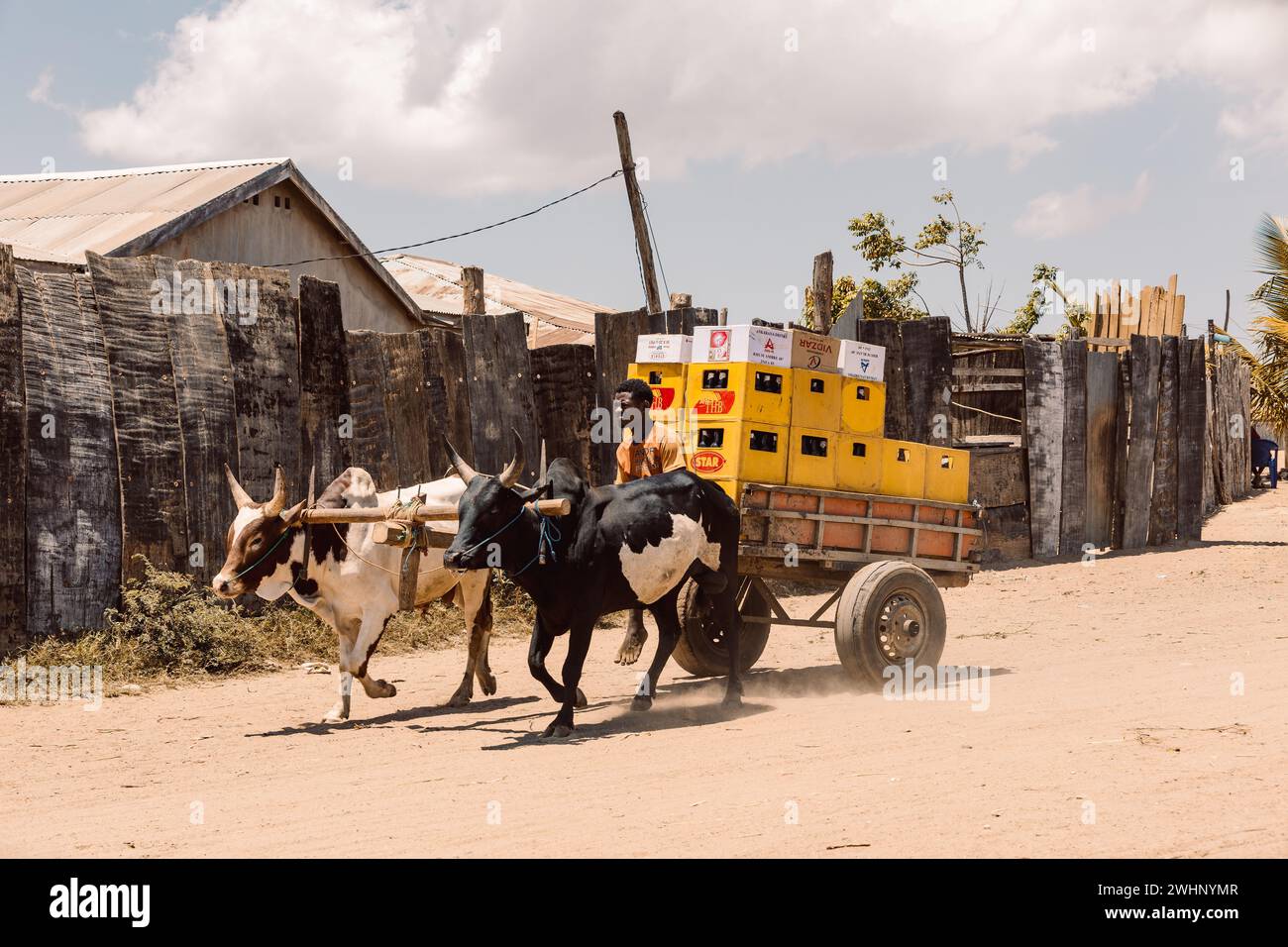 Un carrello zebù trasporta birra malgascia su una strada polverosa in una giornata calda. Belo Sur Tsiribihina, Madagascar Foto Stock