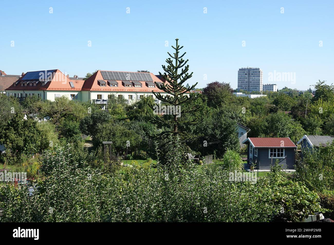 Araucaria araucana, Monkey puzzle tree Foto Stock