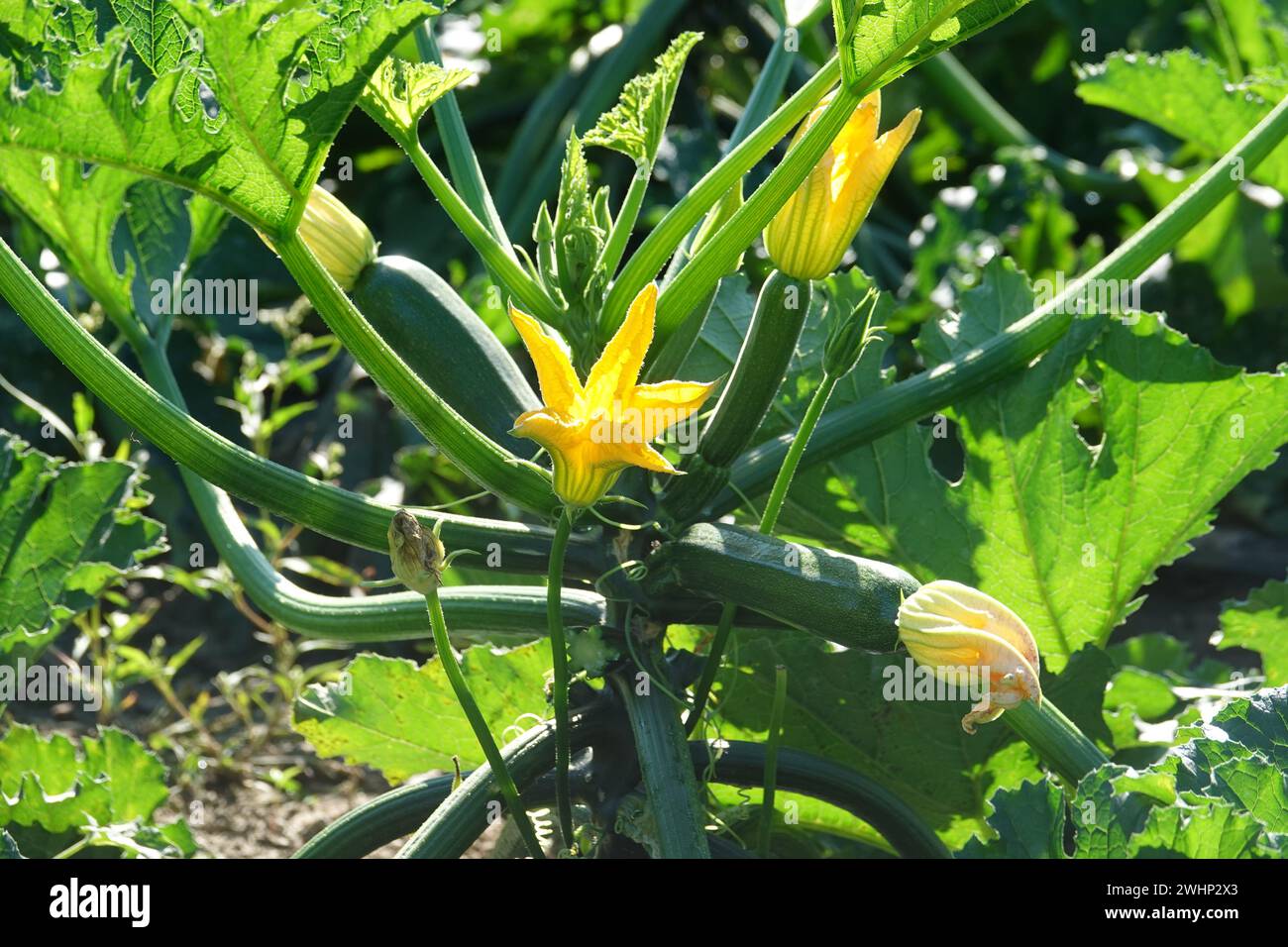 Cucurbita pepo, zucchine Foto Stock