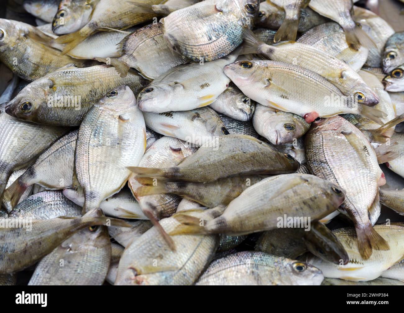Mucchio di orata fresca di testa dorata (Sparus aurata) in vendita al banco di un pescatore al mercato del pesce, sfondo a cornice completa Foto Stock