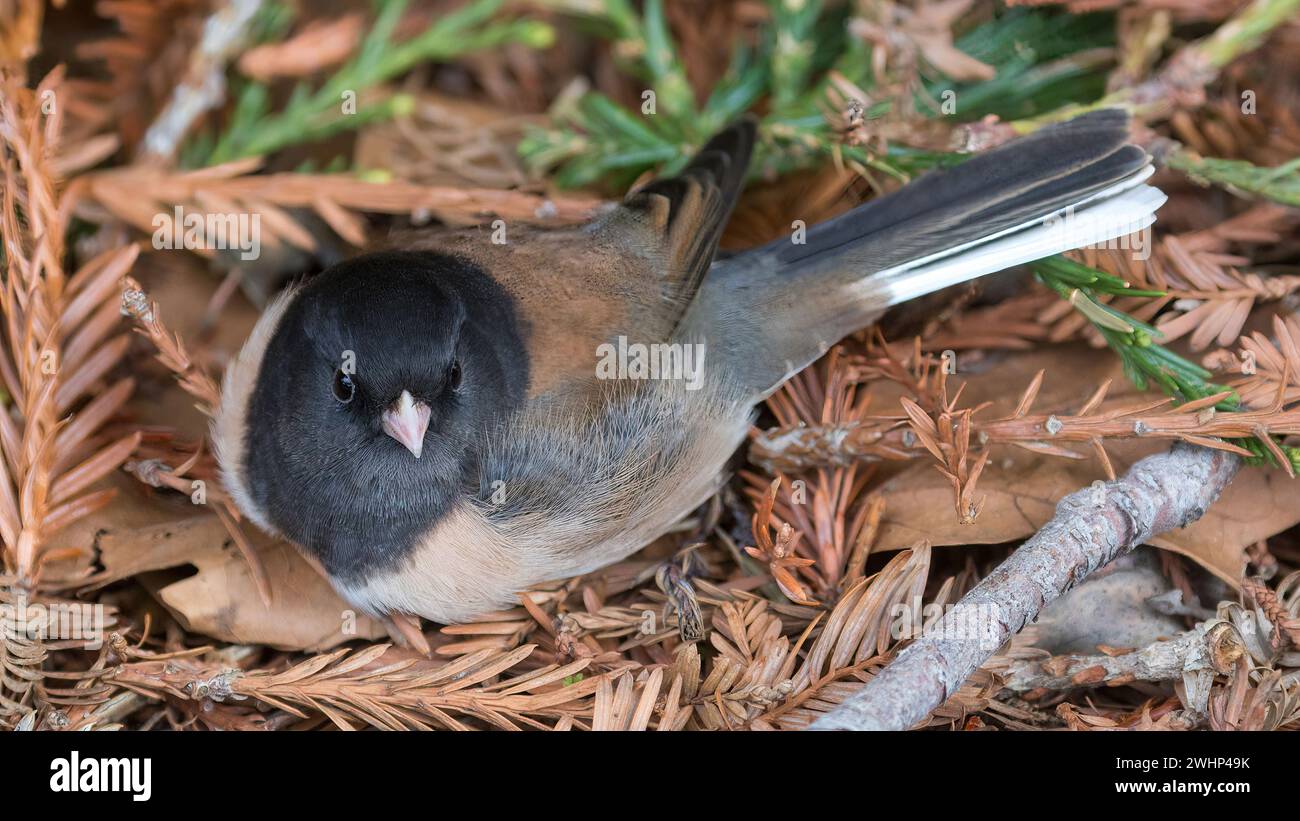 Junco, uomo adulto dagli occhi scuri, che riposa sui ramoscelli Coast Redwood. Cuesta Park, Contea di Santa Clara, California. Foto Stock