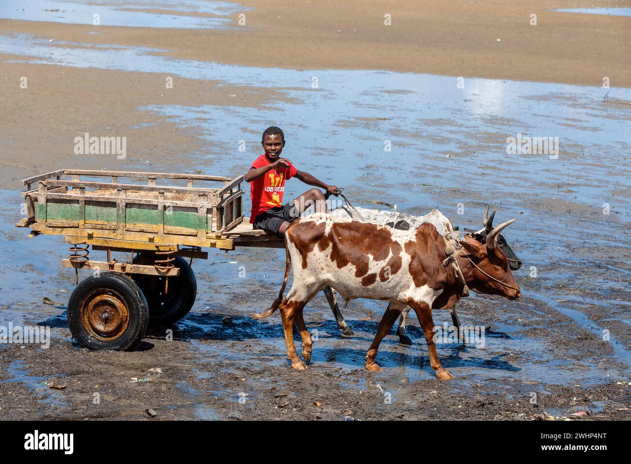 Tradizionale carrozza zebu sulla strada. Lo zebu è ampiamente usato come animale di progetto in Madagascar. Foto Stock