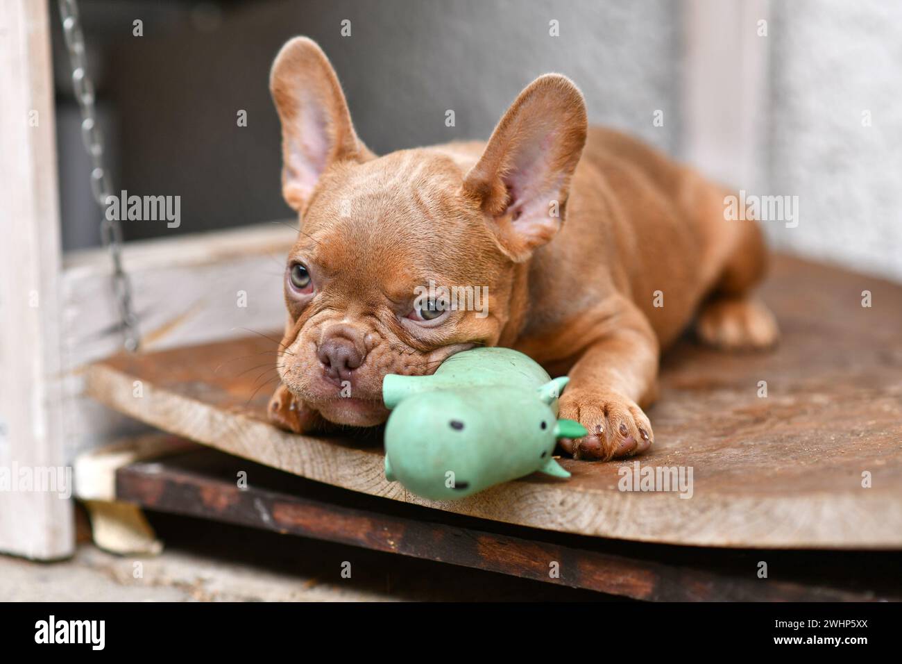Cucciolo di cane Bulldog francese Isabella Sable con un giocattolo strisciante Foto Stock