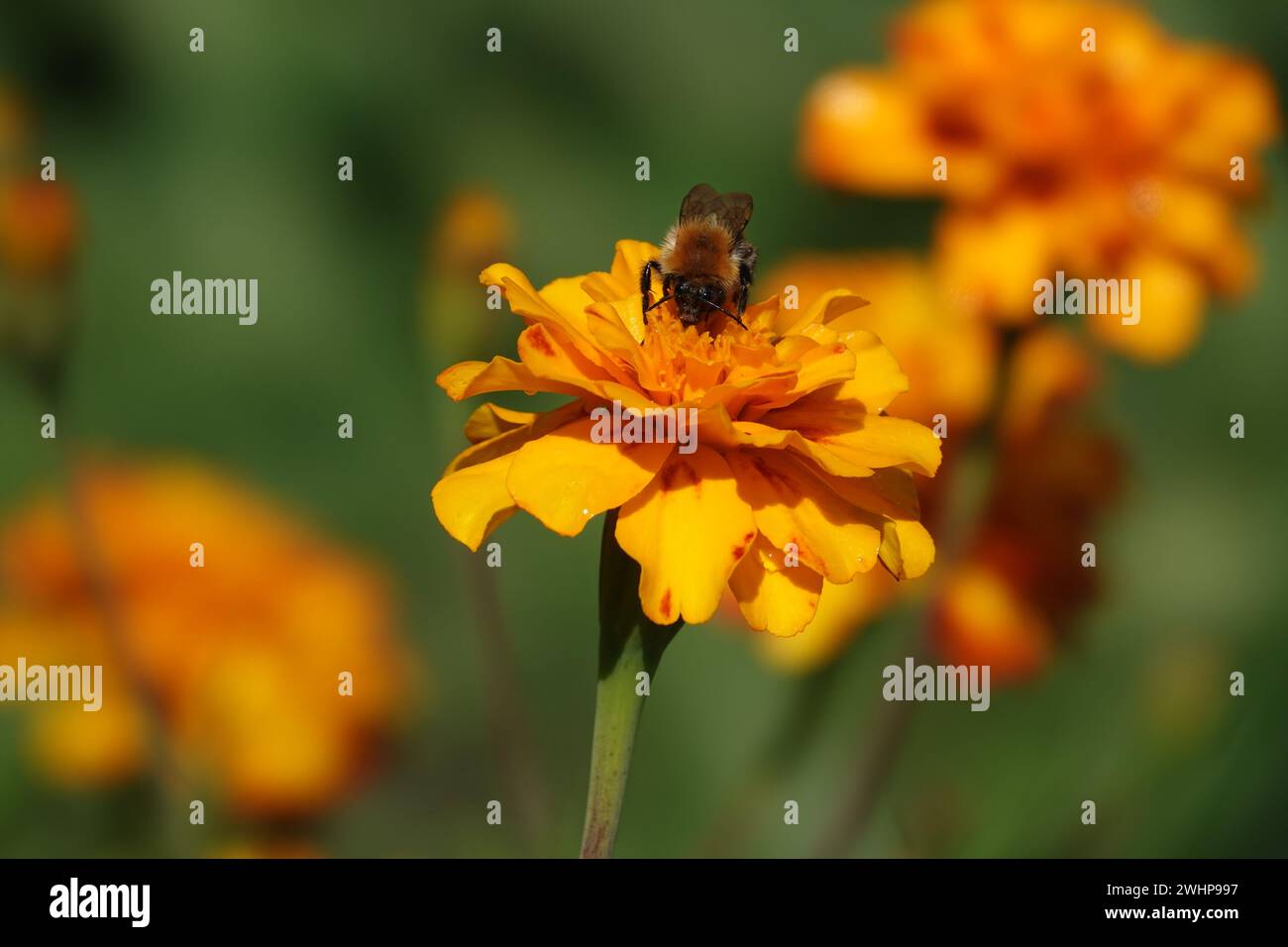 Tagetes, Bumblebee Foto Stock