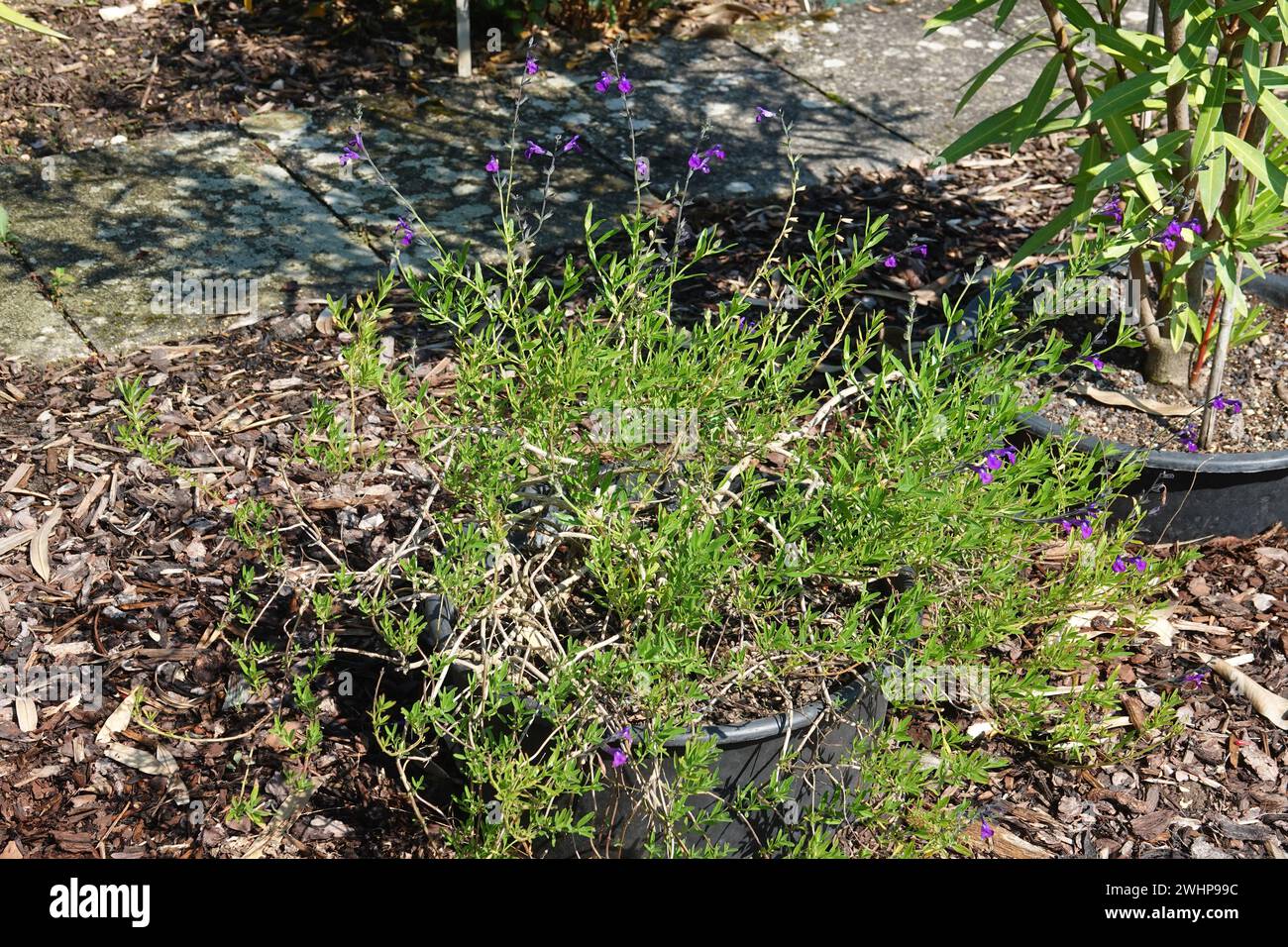 Salvia lycioides, salvia del canyon Foto Stock