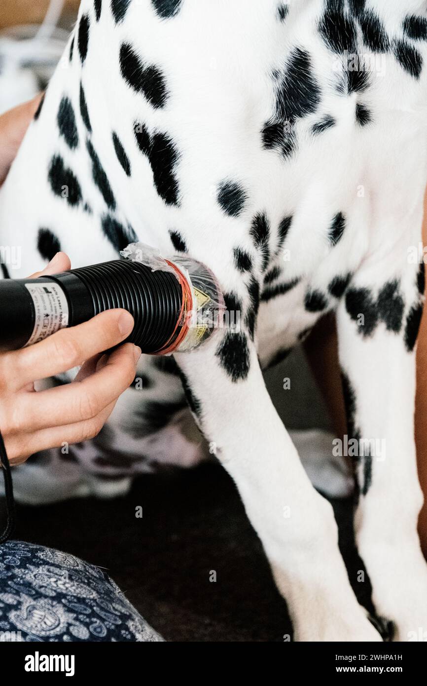 addestramento alla terapia laser con cani dalmati Foto Stock