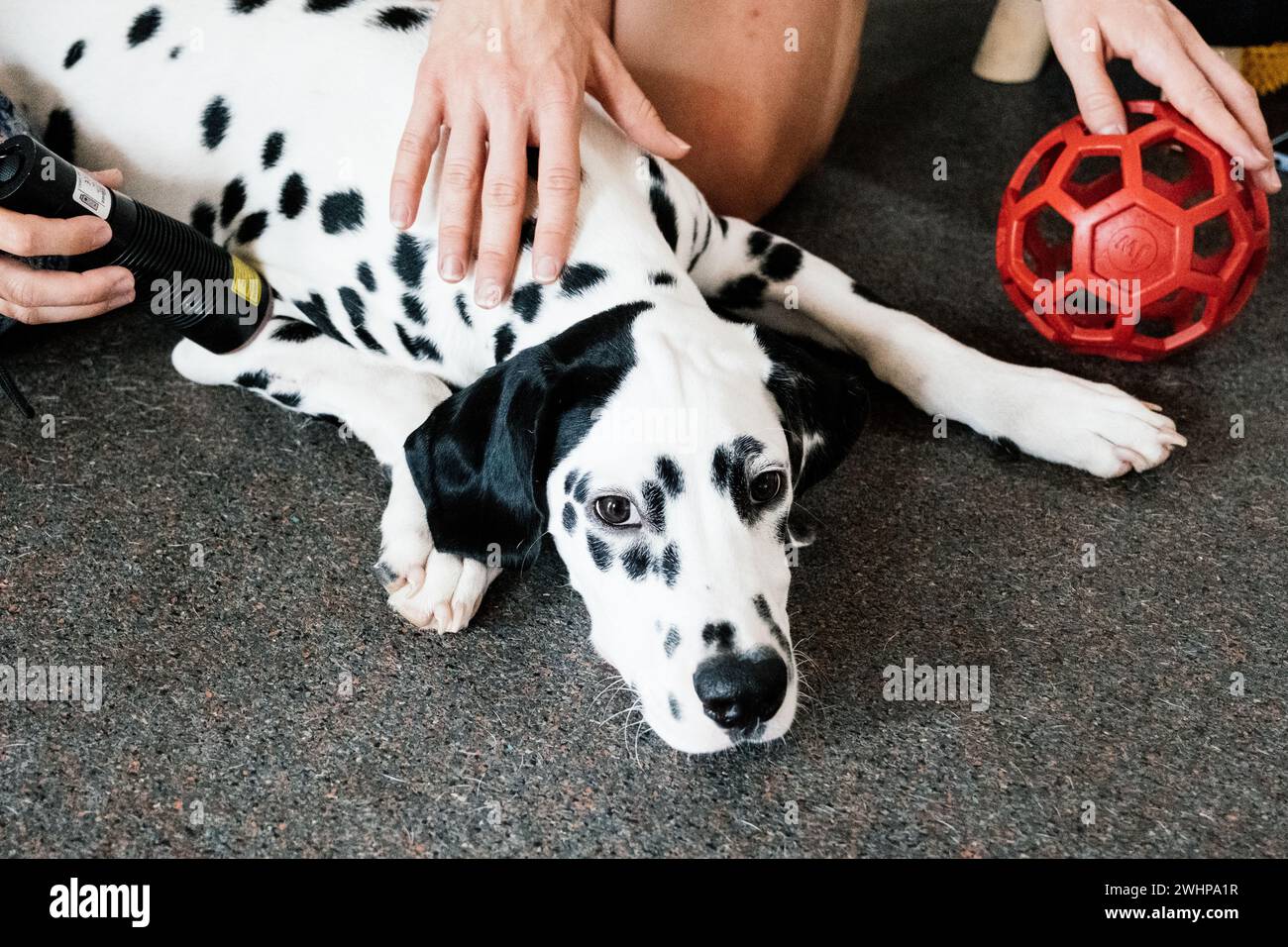 addestramento alla terapia laser con cani dalmati Foto Stock