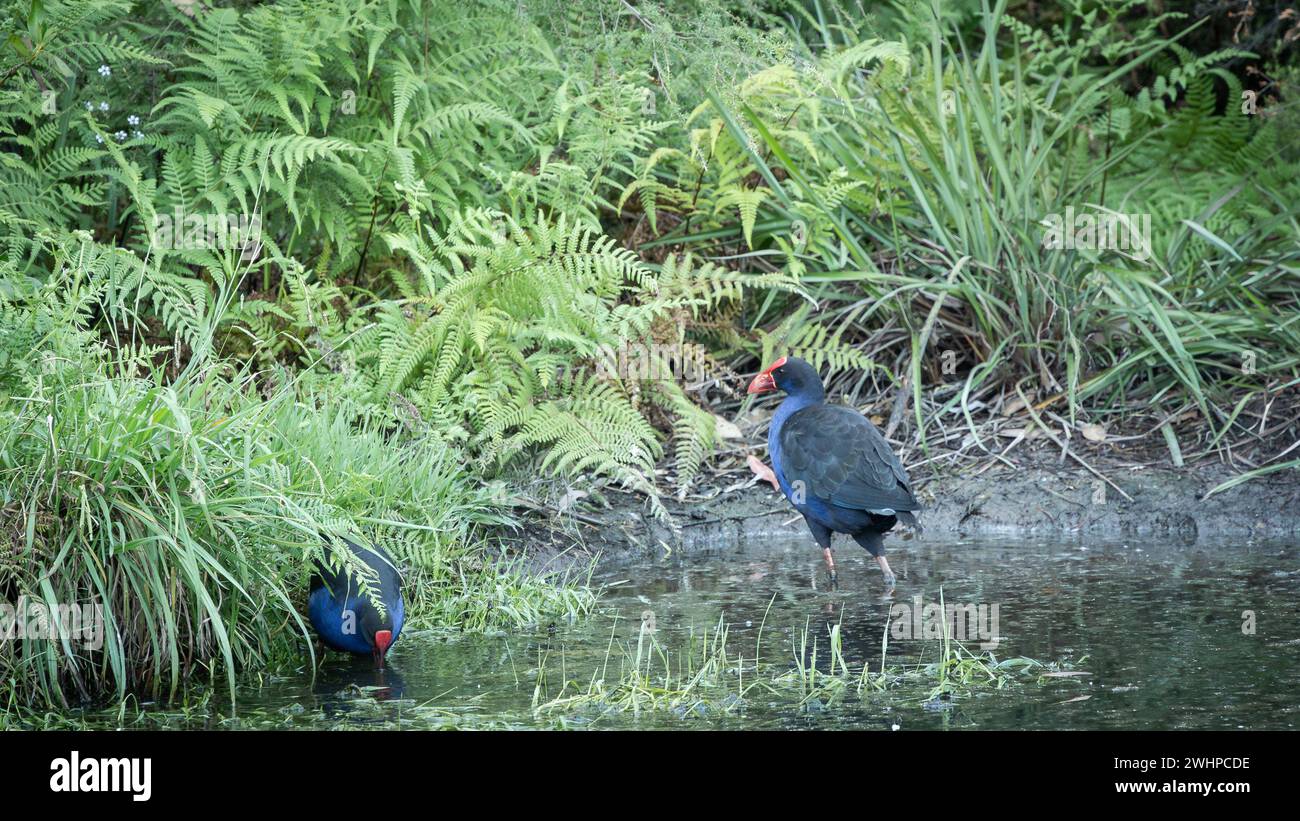 Due uccelli nativi di Pukeko vagano attraverso il paesaggio paludoso in cerca di cibo, nuova Zelanda Foto Stock