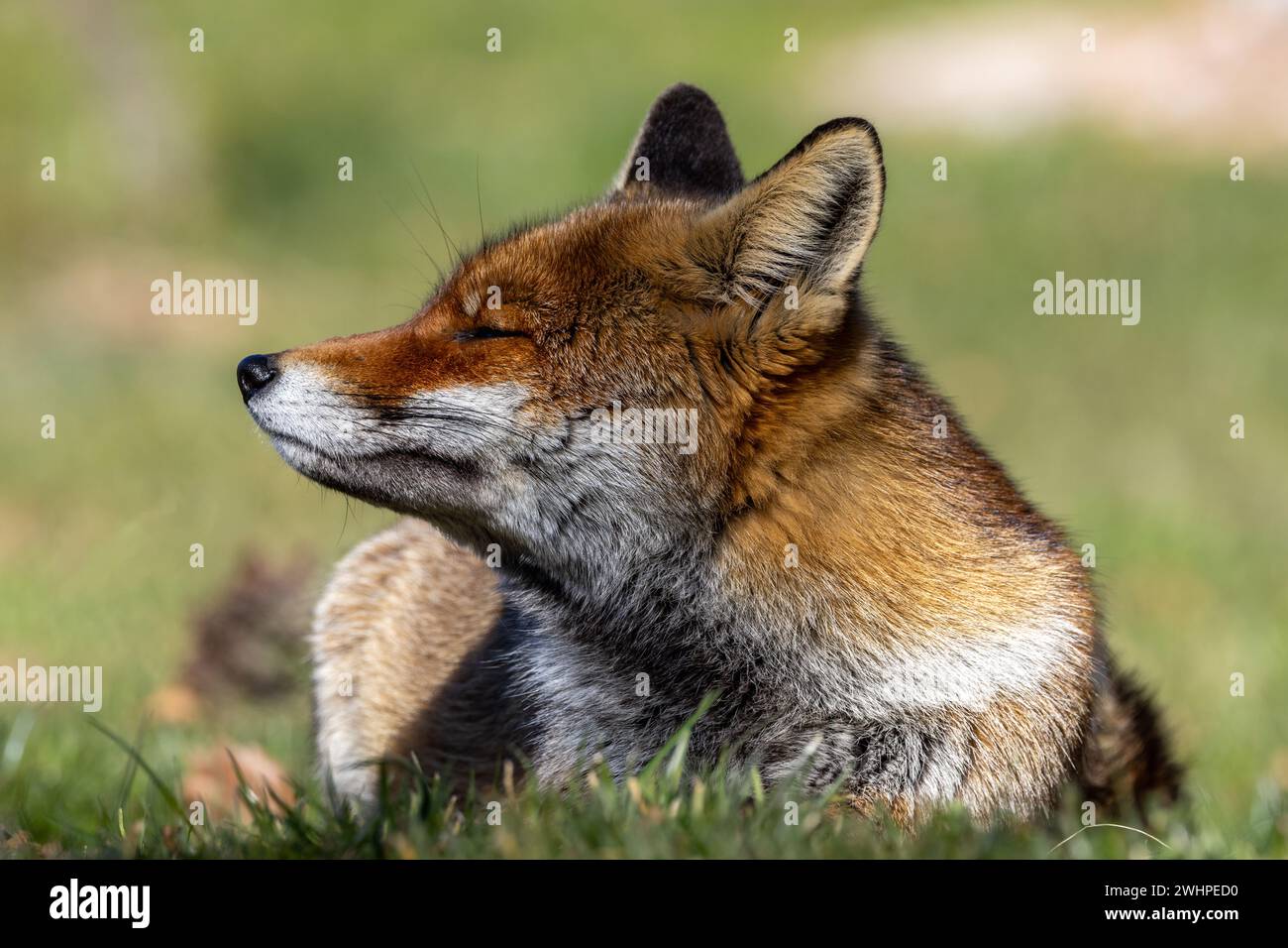 storie della volpe rossa Foto Stock