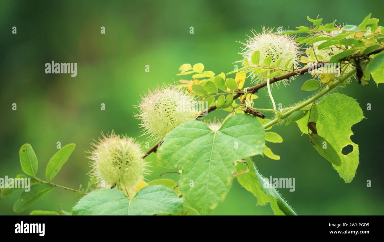 Passiflora foetida (chiamata anche Passiflora foetida, puzzolente passionfloreale, maracuja selvatica, frutto della passione del cespuglio) con uno sfondo naturale Foto Stock