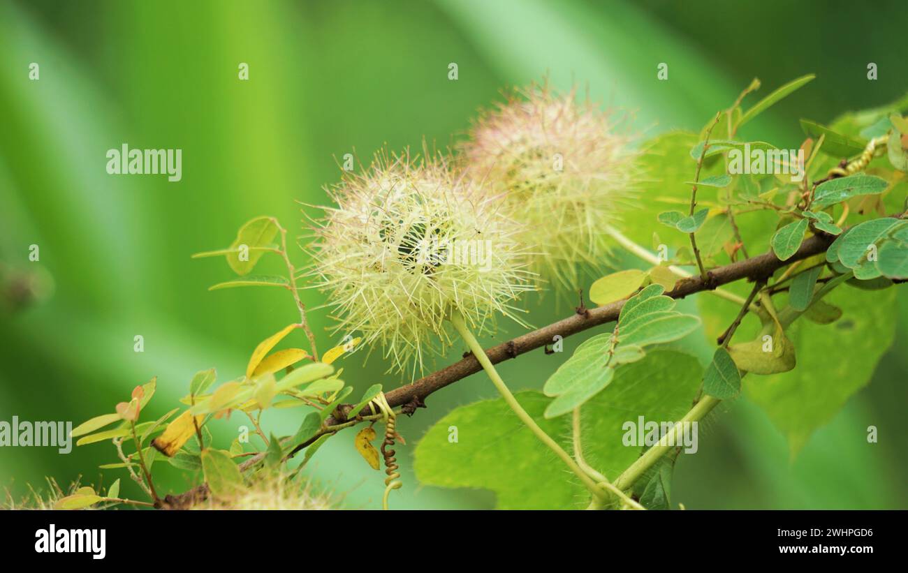 Passiflora foetida (chiamata anche Passiflora foetida, puzzolente passionfloreale, maracuja selvatica, frutto della passione del cespuglio) con uno sfondo naturale Foto Stock