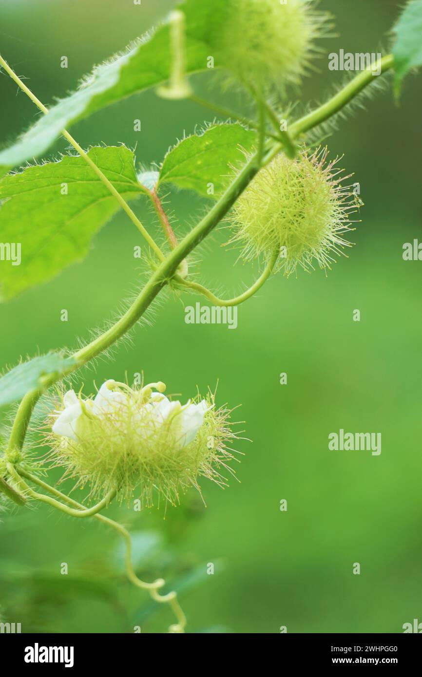 Passiflora foetida (chiamata anche Passiflora foetida, puzzolente passionfloreale, maracuja selvatica, frutto della passione del cespuglio) con uno sfondo naturale Foto Stock