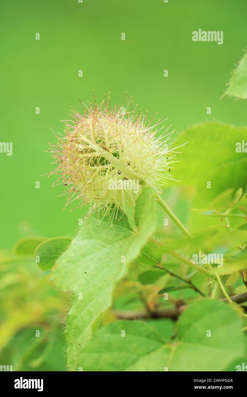 Passiflora foetida (chiamata anche Passiflora foetida, puzzolente passionfloreale, maracuja selvatica, frutto della passione del cespuglio) con uno sfondo naturale Foto Stock