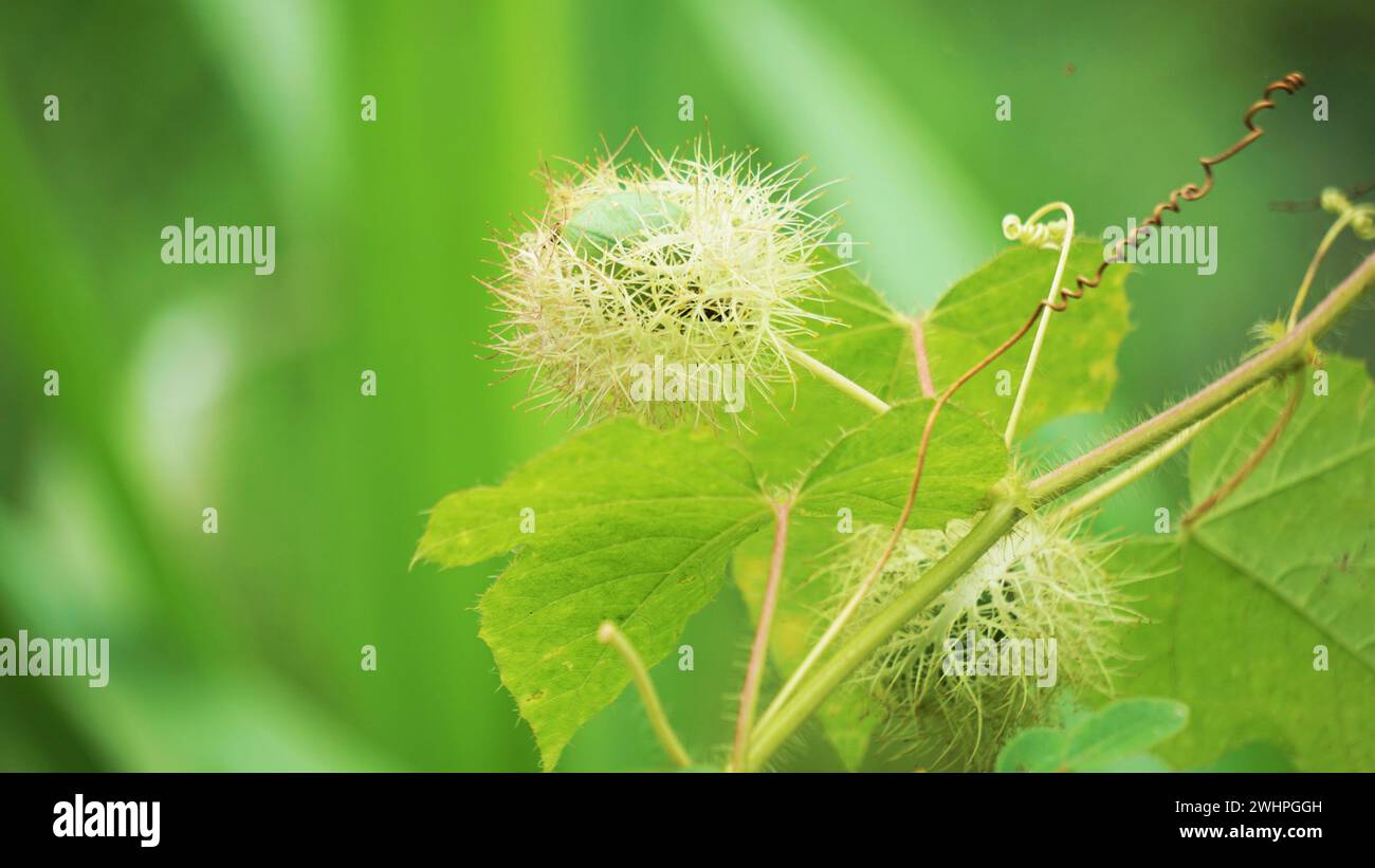 Passiflora foetida (chiamata anche Passiflora foetida, puzzolente passionfloreale, maracuja selvatica, frutto della passione del cespuglio) con uno sfondo naturale Foto Stock