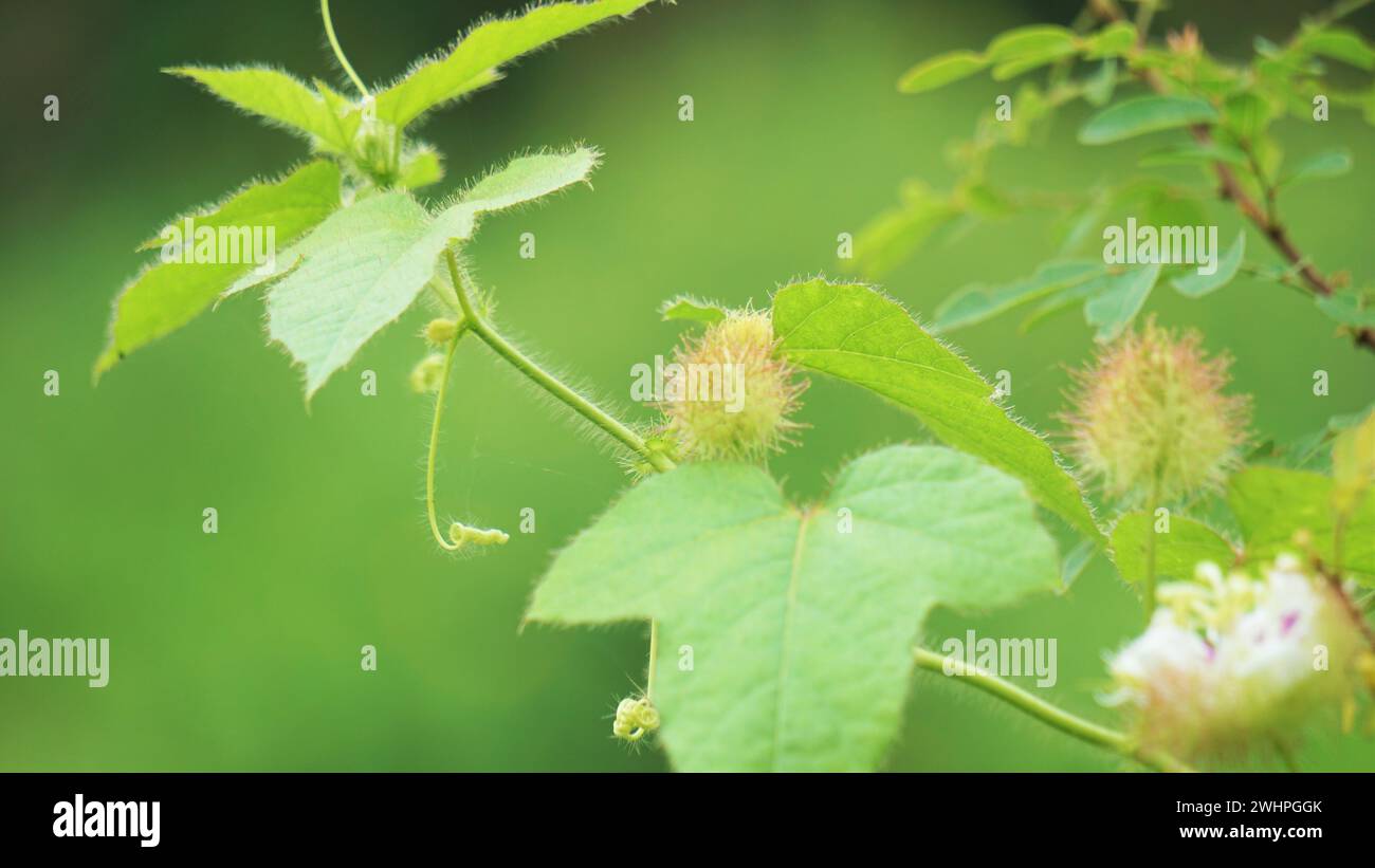 Passiflora foetida (chiamata anche Passiflora foetida, puzzolente passionfloreale, maracuja selvatica, frutto della passione del cespuglio) con uno sfondo naturale Foto Stock