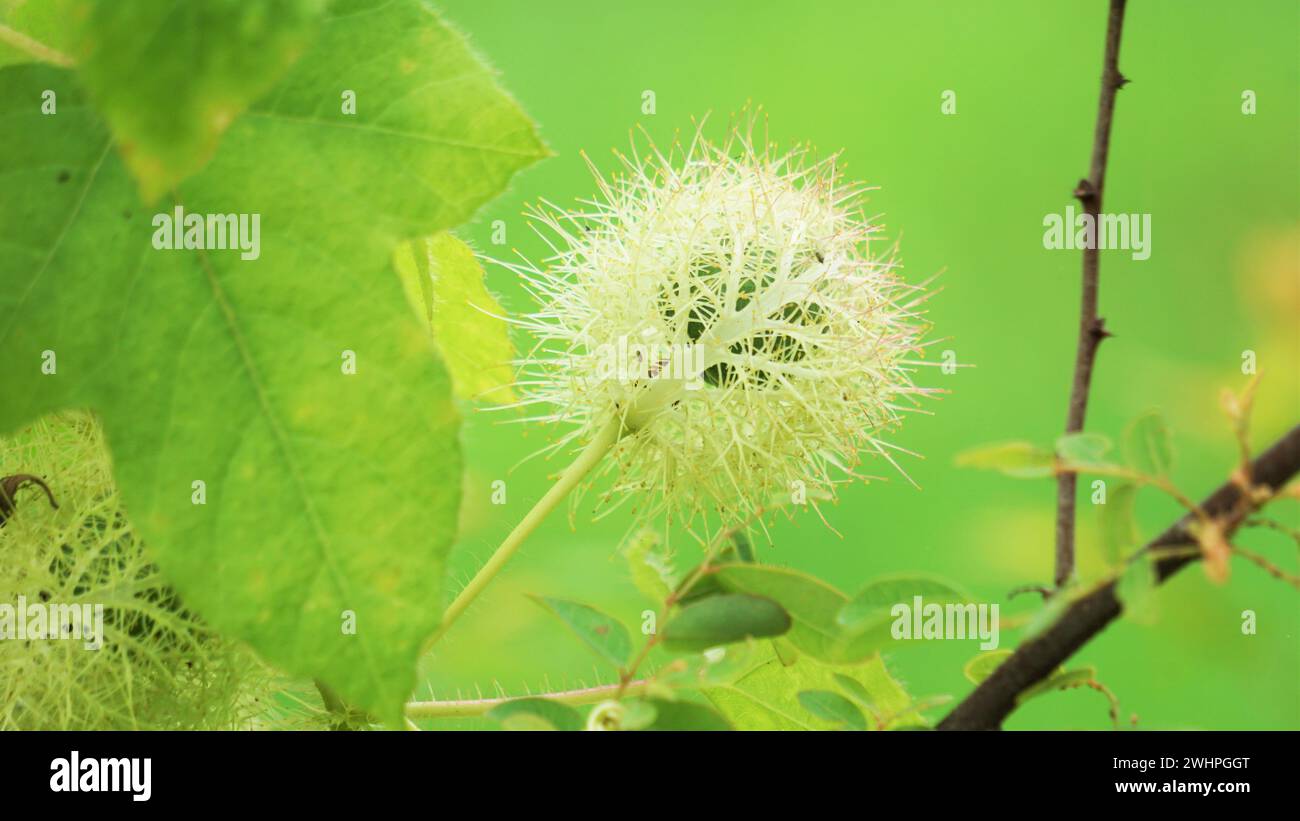 Passiflora foetida (chiamata anche Passiflora foetida, puzzolente passionfloreale, maracuja selvatica, frutto della passione del cespuglio) con uno sfondo naturale Foto Stock