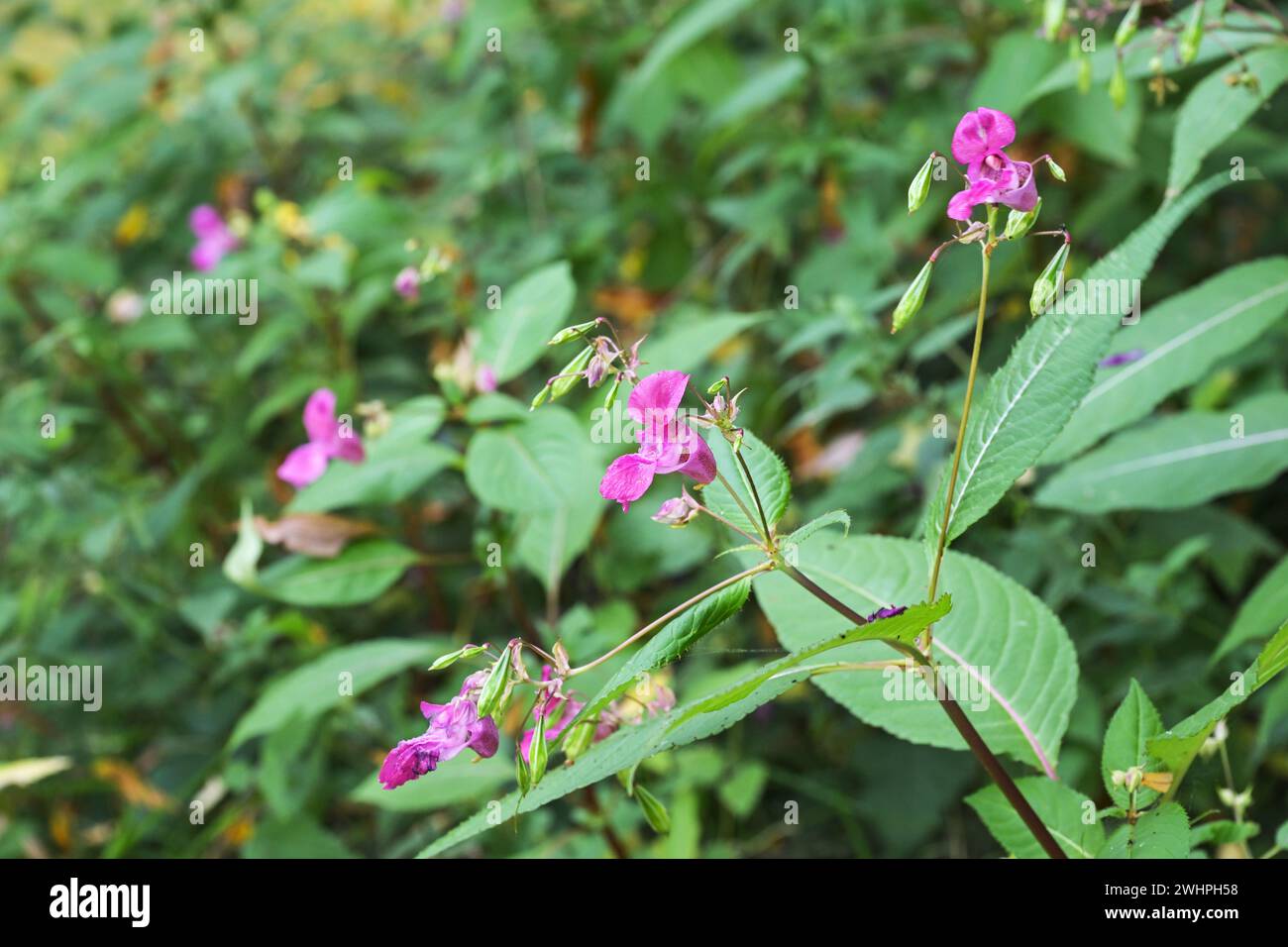 Fiori rosa e foglie verdi di balsamo himalayano (Impatiens glandulifera), in alcune aree d'Europa la pianta è combattuta come un Foto Stock