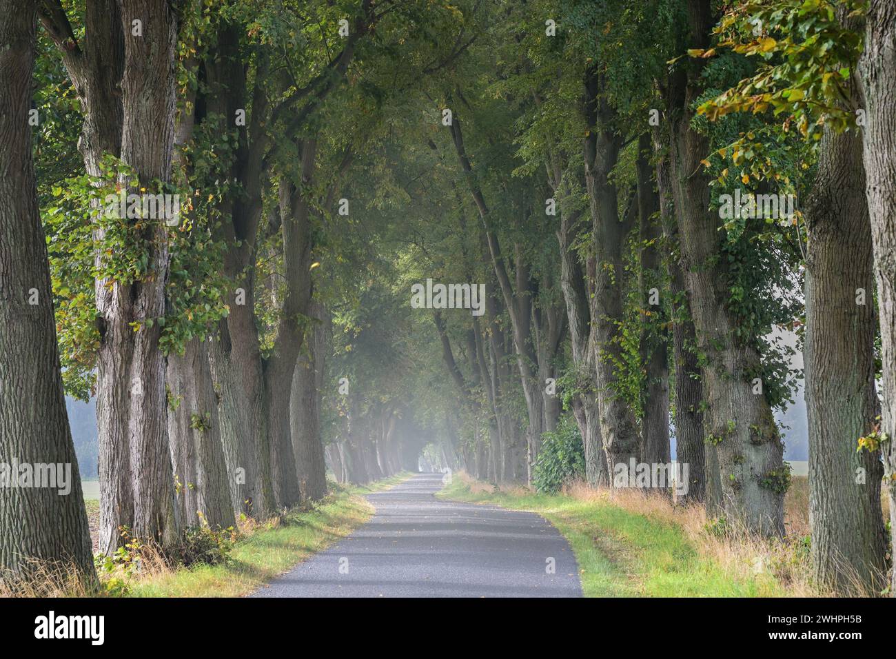 Strada tradizionale di campagna con vecchi alberi di tiglio su ogni lato in un giorno nebuloso tipico paesaggio della Germania del Nord, copia spazio, S. Foto Stock