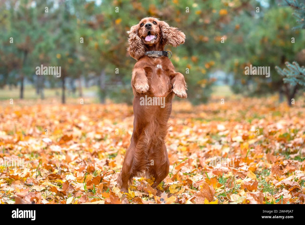 Il cane rosso della razza americana Cocker spaniel salta nel pomeriggio in una passeggiata nel parco in autunno in piedi sulle zampe posteriori Foto Stock