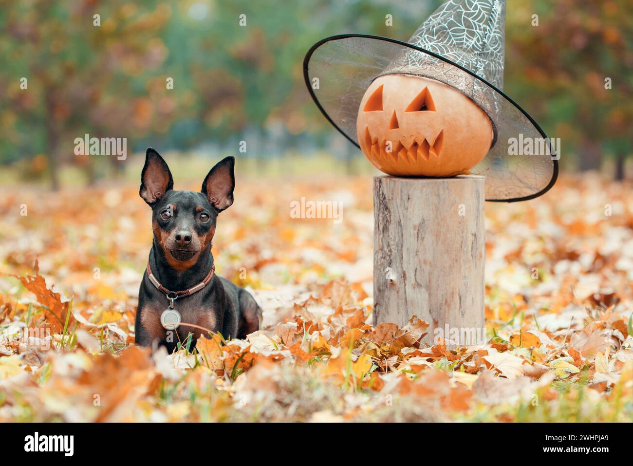 Zucca di Halloween in un cappello festoso e un cane pinscher in miniatura giacente in foglie autunnali gialle nel parco durante il giorno Foto Stock