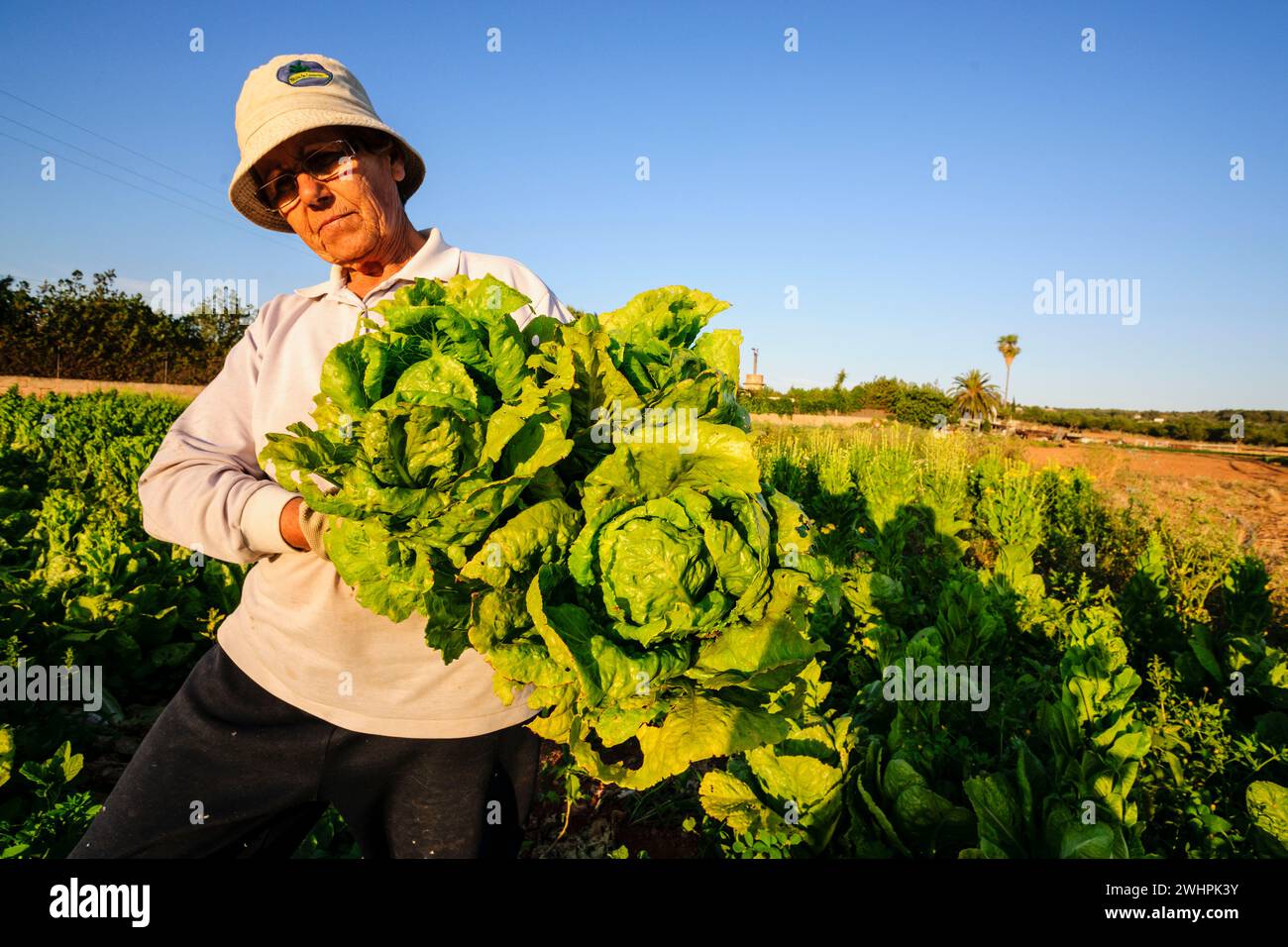 Agricultora en un campo de cultivo Foto Stock